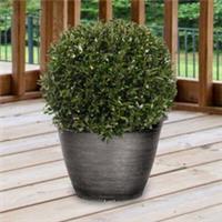 Topiary Ball, Evergreen Shrub, 30cm Diameter, Stylish, Low Maintenance, 7L Pot