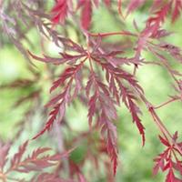 Ornamental Tree, Acer Dissectum Garnet, Feathery Red Foliage, Compact, 3L Pot