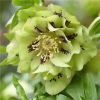 Hellebore White Picotee, 1 x Hardy Evergreen Plant, 9cm Pot, Spring Flowering