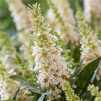 Buddleia 'Butterfly Candy Little White' Established Plant in a 9cm Pot
