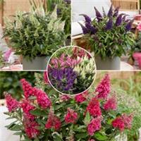 Butterfly Bush Collection, compact, patio, fragrant, 3 x 9cm pots
