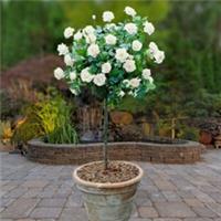 Patio Standard White Rose, Elegant Fragrant Blooms, Bare Root, Ready to Grow