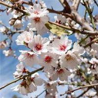 Almond Tree Dulcis Fragrant Blossom Nut Harvest Seasonal Colour Supplied 5L Pot