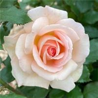 Harkness Roses, 'Chandos Beauty' Rose, Set of Two Bare Root Roses