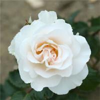 Shrub Rose Margaret Merril Bare Root, Ivory White Hardy Scented Long Flowering