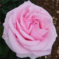 Rose Sir Lancelot, Floribunda Bare Root, Fragrant Pink Flowers, Summer to Autumn