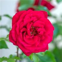 Rose Red Rumble, Hybrid Tea Bare Root, Fragrant Red Flowers, Repeat Summer Bloom