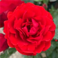 Remembrance Rose, Bare Root For Garden, Gift Rose, Red Flowering Bush