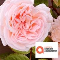 Harkness Roses, Charity Rose Elton John AIDS Foundation, Bare Root, Scented Pink