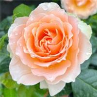 Harkness Rose The Rob Burrow MND, Bare Root Bush Rose, Yellow, Fragrant, Hardy