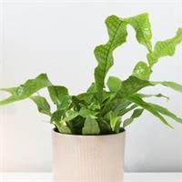 Crocodile Fern, Established Houseplant in 12cm Pot, Ready to Plant and Display