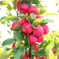 Malus Appletini plant in 13cm pot