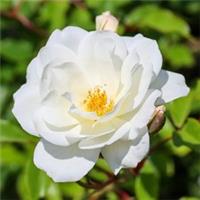 Rose 'Climbing Iceberg', Set of Two Bare Root Roses