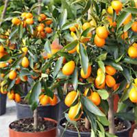 Citrus 'Kumquat' Tree with Fruits, in a 22cm pot
