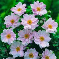 Perennial Plants, Japanese Anemone Queen Charlotte, Late Pink Blooms, 9cm Potted