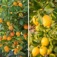 Citrus Tree Collection, Lemon and Calamondin Orange