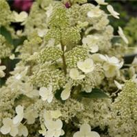 Hydrangea Shrub, Magical Himalaya, white conical blooms, hardy, 3L potted plant