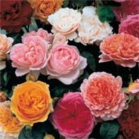 Old English Shrub Rose Collection, 5 x Bare Roots, Mixed Colours, Fragrant