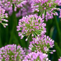 Allium 'Millenium', Set of Five Bare Root Plants, Ready to Plant Alliums