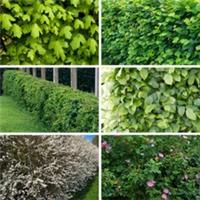 Mixed Native Hedging Collection 60-90cm Tall, Set of 50 Hedges