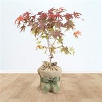 Gifted Wrapped Japanese Maple Acer palmatum Atropurpureum in a 3L Pot