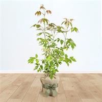 Gifted Wrapped Japanese Maple Tree Acer 'Taylor' in a 3L Pot