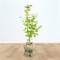 Gift Wrapped Japanese Maple Acer 'Jordan' Tree in a 3L Pot