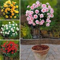 Mixed Standard Roses, 4 x Bare Root Tree Rose, For Outdoor, Easy To Grow, Mixed