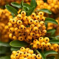 Pyracantha 'Soleil d'Or', Established Plant in 1.5L Pot, Already 50-65cm Tall