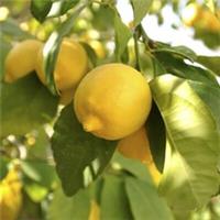 Citrus Fruit Tree, Lemon Citron, Fragrant Evergreen, 7-9cm Pot, Grow Your Own