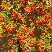 Pyracantha 'Orange Glow', Established Plant in 1.5L Pot, Already 50-65cm Tall