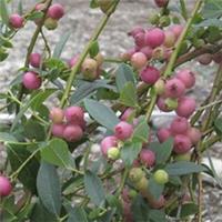 Pink Blueberry 'Pink Lemonade' - 1.7 Litre Pot, Sweet Pink Berries, Grow in Pots