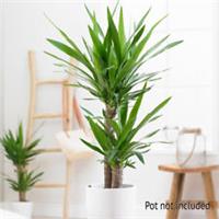 Indoor Houseplant, Twin Stem Yucca Plant, 17cm Pot, Up to 70cm Tall, Foliage