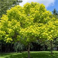 Ornamental Tree, Golden Indian Bean, Large Leaves, Pollinator Friendly, 5L Pot