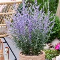 Hardy Perennial Plants, Russian Sage Prime Time, early flowering, 3 x 9cm pots