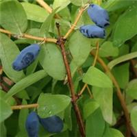 Fruit Bush, Honeyberry Altaj, Superfruit, Edible Blue Berries, 1.7L Pot, Hardy