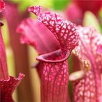 Trumpet Pitcher Sarracenia stevensii, Carnivorous Houseplant, Fly Trap, 9cm Pot