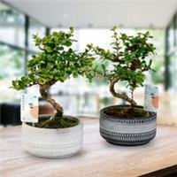 S-Shaped 'Tribal Mix' Bonsai Tree in a 15cm Decorative Pot