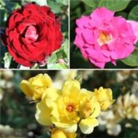 Climbing Rose Collection, 3 x Bare Roots, Red Yellow Pink Flowers, Summer Scent