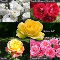 Garden Glamour Rose Collection, 5 x Award Winning Bush Roses, Bare Roots