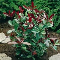 Evergreen Shrub, Photinia Little Red Robin, Colourful Foliage, Compact, 2L Pot