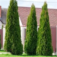 Thuja occidentalis 'Smaragd', 48 x 9cm Pots, Ready to Plant