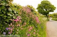 Woodland Edge Hedgerow & Shady Area Wild Flower seed Meadow Mix 18 20g to 20 kg