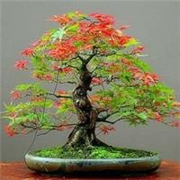 20 Seeds Japanese Maple Tree Red and Green Leaf Bonsai Acer Seed (JPN9) Rainbow