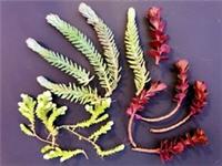 15x Mixed Sedum Succulent Cuttings Dragons Blood, Blue Spruce, Acre Aureum Plant