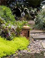 6x Sedum Acre Aureum Fresh Cuttings Perennial Golden Yellow Stonecrop Alpine