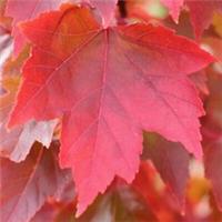 Acer rubrum Redpointe - Red Maple | Deciduous Flowering Ornamental Tree | 5-6ft