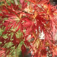 Acer palmatum 'Seiryu' Japanese Maple Deciduous Garden Shrub Plant | 9cm Pot