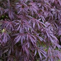 Acer palmatum 'Trompenburg' | Japanese Maple Deciduous Garden Plant Tree In Pot