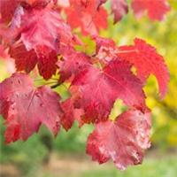 Acer rubrum 'October Glory' | Red Canadian Maple | Ornamental Garden | 5-6ft
